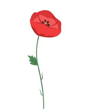 Poppy in cartoon style. Beautiful wildflower.