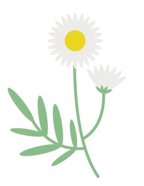 Chamomile sprig in flat style. Beautiful wildflower.