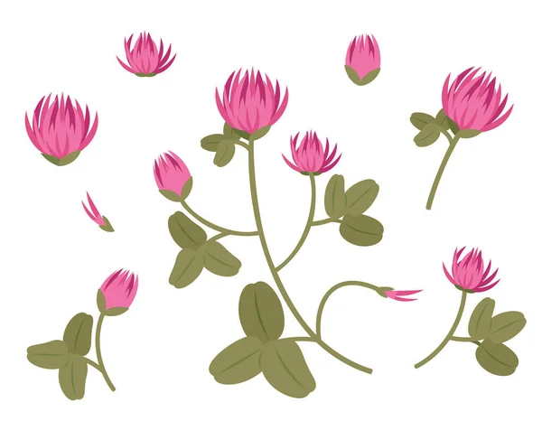 Set Red Clover Design Elements Wildflowers Cartoon Style — ストックベクタ
