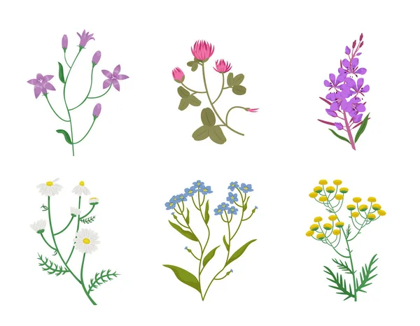 Set Von Verschiedenen Wildblumen Schöne Blumenzweige Cartoon Stil — Stockvektor