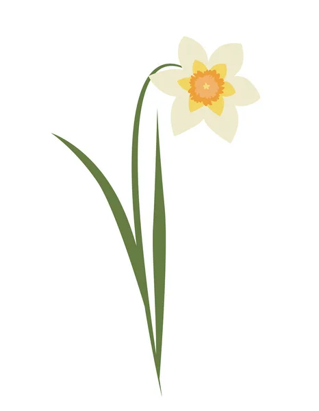 Narcissus Flat Style Beautiful Garden Flower — Stock Vector