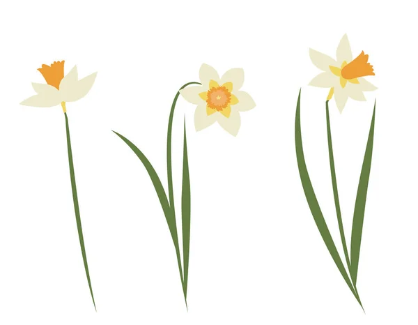 Set Daffodils Flat Style Beautiful Garden Flowers — Stock Vector