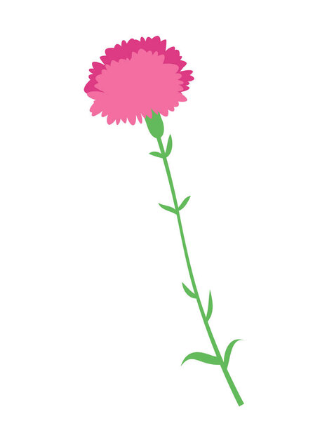 Carnation in flat style. Beautiful garden flower.