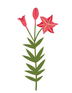 Lily düz stil. Güzel bahçe çiçeği.