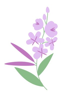 Fireweed düz stil. Güzel kır çiçeği.