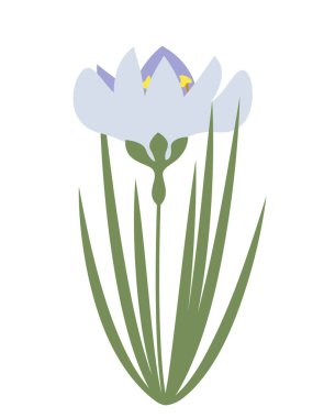 Düz stil Crocus. Güzel bahçe çiçeği.