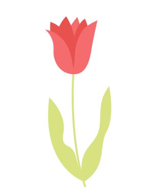 Düz stil lale. Güzel bahçe çiçeği.