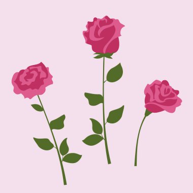 Gül seti. Düz biçimli güzel bir bahçe çiçeği.