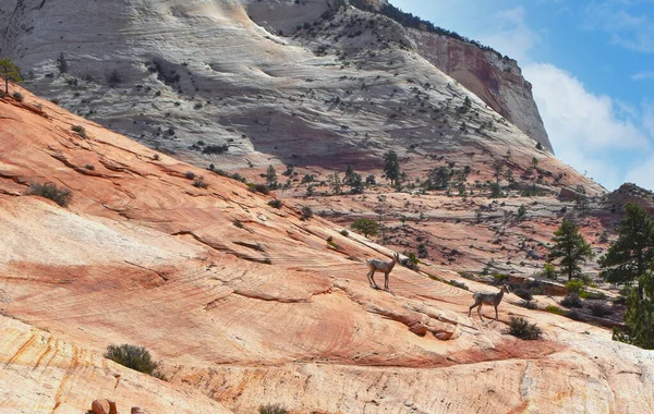 Zion Ulusal Parkı 'nda Uzun Boynuzlu Koyun Gündüz Utah Peyzaj Yatay