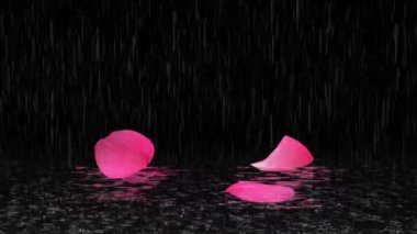 Gece arkaplanlı gül yapraklarına yağış