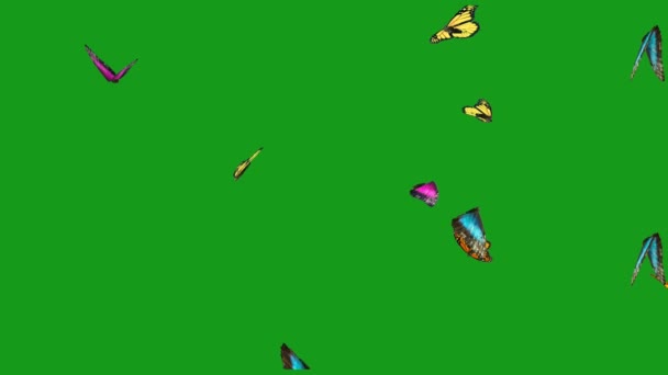 Πετώντας Όμορφες Πεταλούδες Πράσινο Οθόνη Γραφικά Κίνησης — Αρχείο Βίντεο