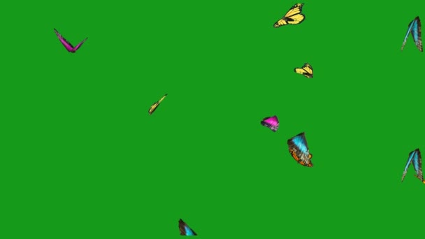 Volar Hermosas Mariposas Pantalla Verde Gráficos Movimiento — Vídeo de stock