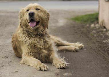 Golden Retriever