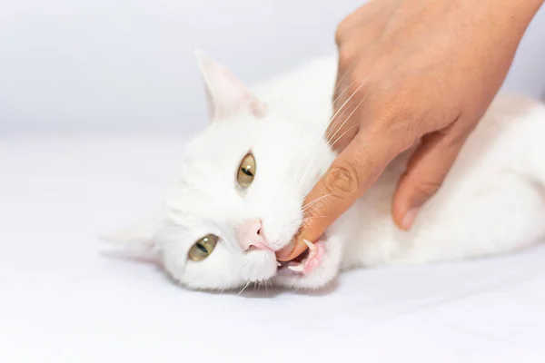 White cat on the attack in the front of white wall