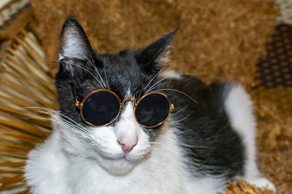 beautiful black and white cat with glasses