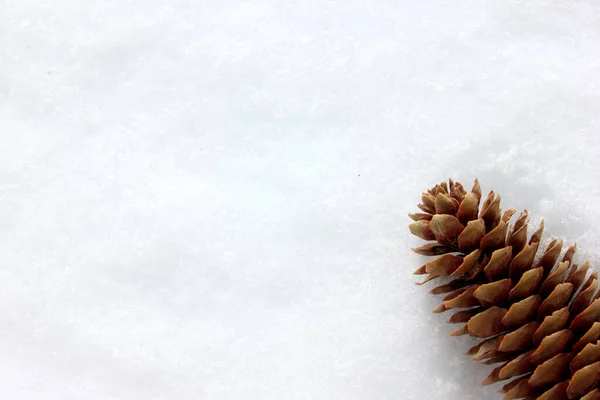 Spruce cone, isolated on a white background. A bump in the snow. Top view. Spruce cone. Picea abies. Copy space. Winter. New Year. Cedar cone — Stock Photo, Image