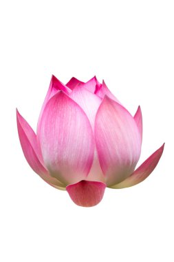 Pembe Lotus Çiçeği Beyaz Arkaplanda İzole Edildi.