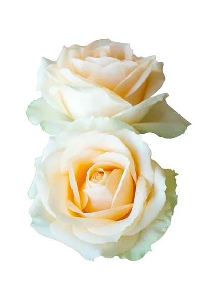 Beautiful Orange Rose Flower Isolated White Background Flower Lover Wedding — Stockfoto