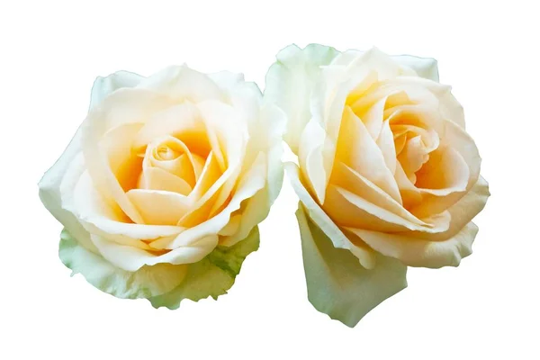 Beautiful Orange Rose Flower Isolated White Background Flower Lover Wedding — Stock Fotó