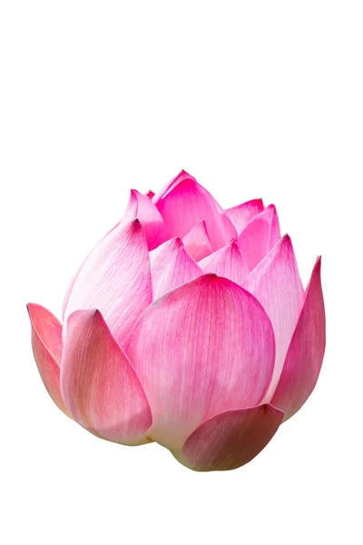Fleur Lotus Rose Isolée Sur Fond Blanc — Photo