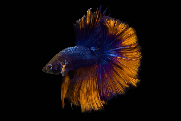 Image Betta Fish Isolated Black Background Action Moving Moment Yellow — Stockfoto