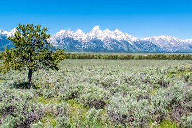 Arka planda bir dağ olan güzel bir manzara. Grand Teton Ulusal Parkı.