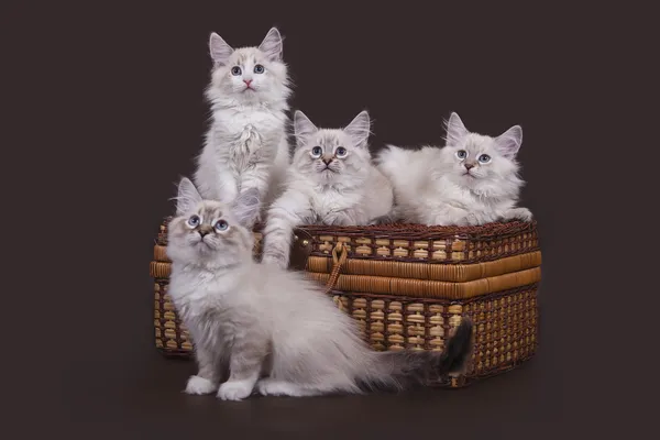 Quatro pequenos gatinhos siberianos Neva Masquerade no fundo marrom escuro — Fotografia de Stock