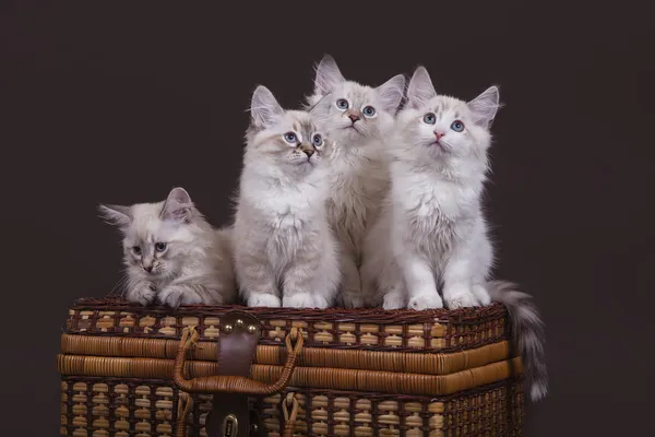 Quatro pequenos gatinhos siberianos Neva Masquerade no fundo marrom escuro — Fotografia de Stock