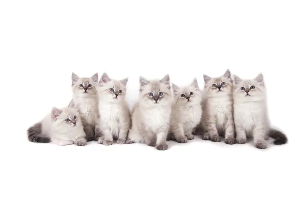 Sete pequenos gatinhos siberianos Neva Masquerade no fundo branco — Fotografia de Stock