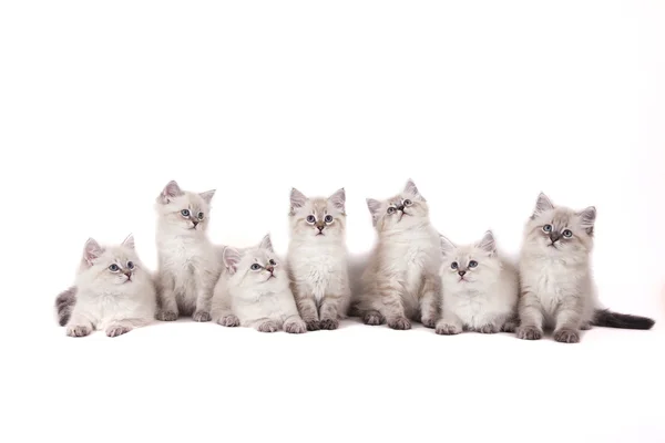 Sete pequenos gatinhos siberianos Neva Masquerade no fundo branco — Fotografia de Stock