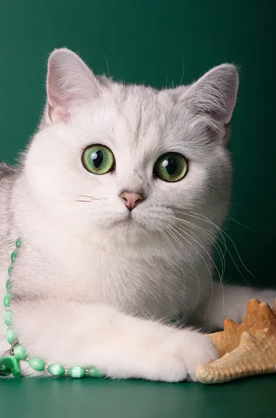 Britanya ile ilgili stenografi chinchilla kedi yeşil bir arka plan üzerinde
