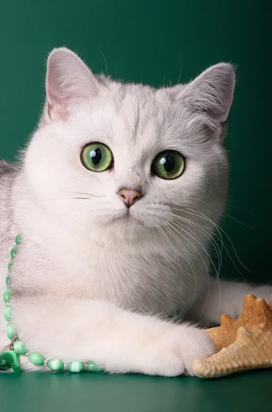 Britská krátkosrstá kočka Činčila na zeleném pozadí Stock Obrázky