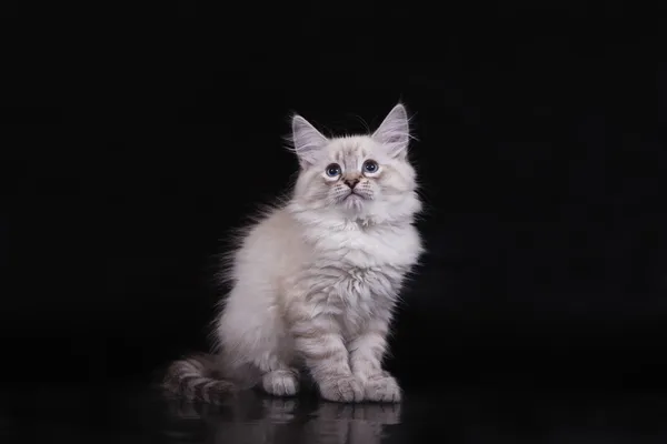 Pequeno siberiano Neva Masquerade gatinho no fundo preto — Fotografia de Stock