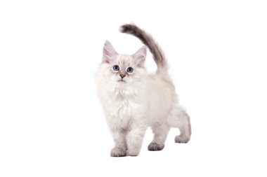 Beyaz arka planda küçük Sibiryalı Neva Maskeli Kedi yavrusu