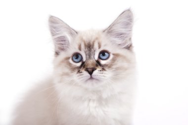 Beyaz arka planda küçük Sibiryalı Neva Maskeli Kedi yavrusu