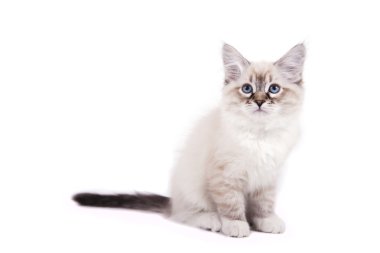 Beyaz arka planda küçük Sibiryalı Neva Maskeli Kedi yavrusu