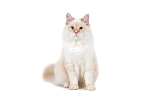 Czerwony syberyjski neva masquerade kota na białym tle — Zdjęcie stockowe