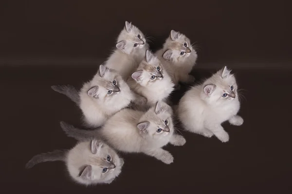 Seven small Siberian Neva Masquerade kittens dark brown background — Stock Photo, Image