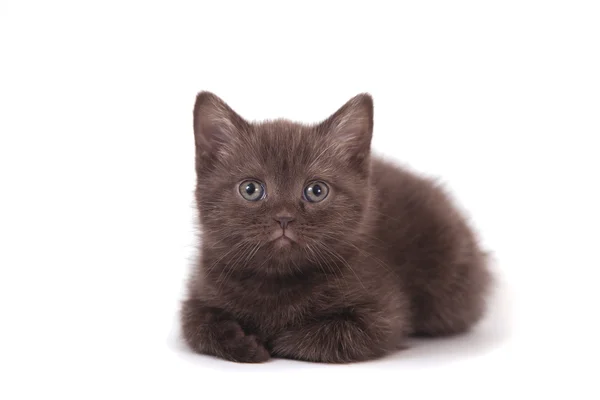 Pequeno gatinho britânico de chocolate no fundo branco — Fotografia de Stock