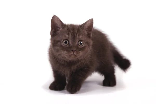 Pequeno gatinho britânico de chocolate no fundo branco — Fotografia de Stock