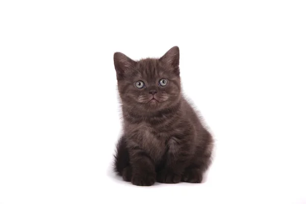 Pequeno gatinho britânico de chocolate no fundo branco — Fotografia de Stock