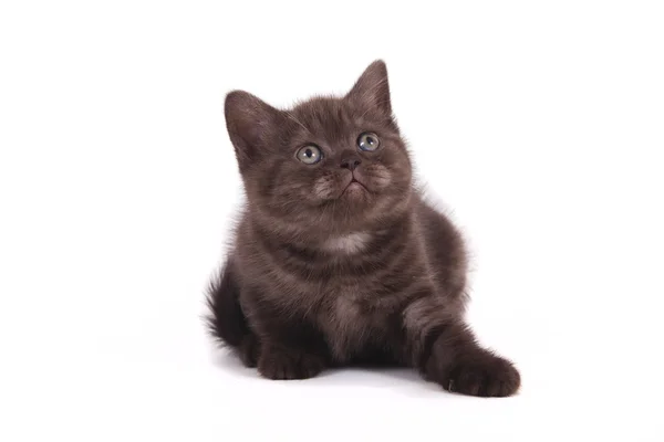 Pequeno gatinho britânico de chocolate no fundo branco — Fotografia de Stock