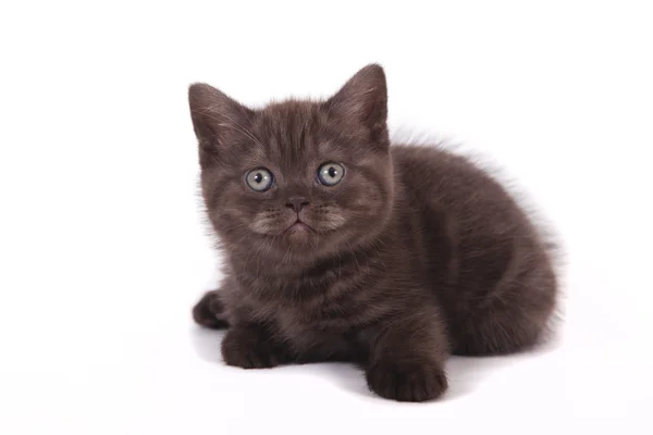 Pequeno gatinho britânico de chocolate no fundo branco — Fotografia de Stock