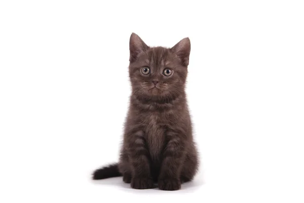 Pequeño gatito británico de chocolate sobre fondo blanco — Foto de Stock