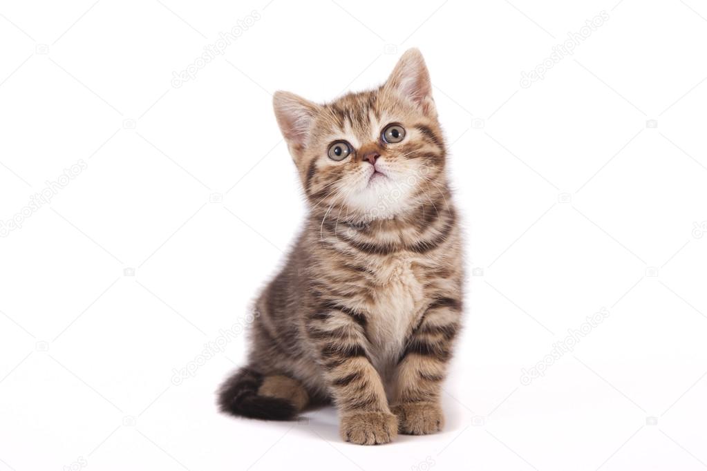 Small tabby British kitten on white background