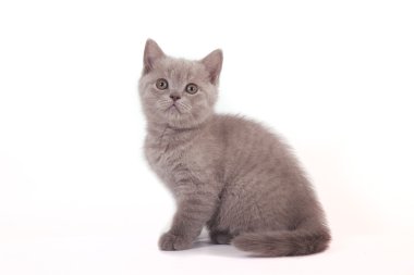 Beyaz arka planda küçük leylak İngiliz kedi yavrusu