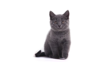 Beyaz arka planda küçük mavi İngiliz yavru kedi