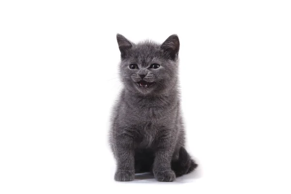 Small blue British kitten on white background — Stock Photo, Image