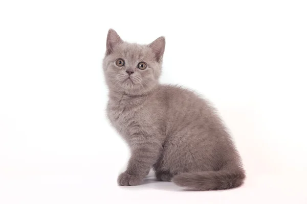 Pequeno gatinho britânico lilás no fundo branco — Fotografia de Stock