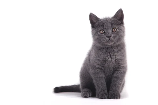 Pequeno gatinho britânico azul no fundo branco — Fotografia de Stock